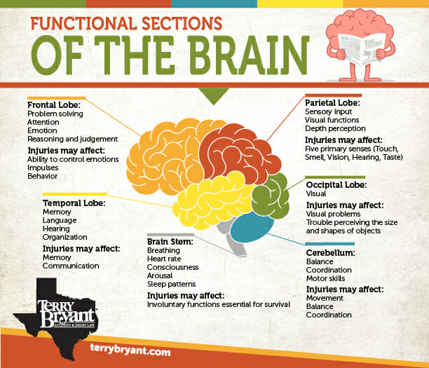 functional_sections_brain